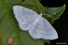 Asthena albulata