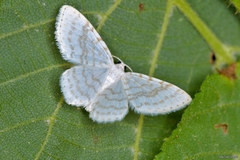 Asthena albulata