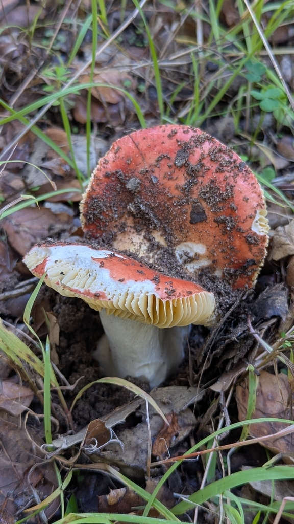 Russula cremoricolor