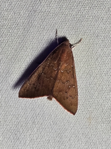 Okra Leafworm Moth photo 5