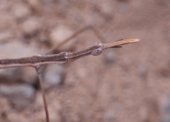 Proscopiinae