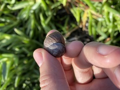 Xerarionta intercisa