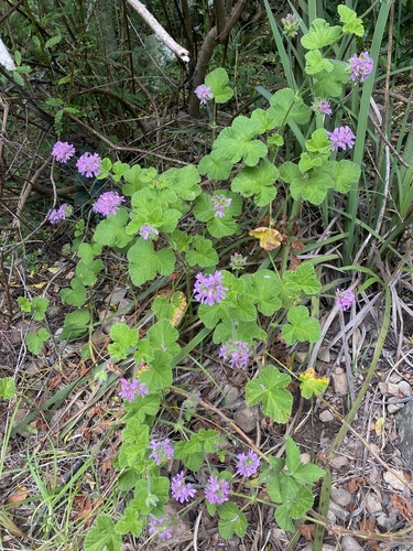 grapeleaf geranium (Pelargonium vitifolium)
