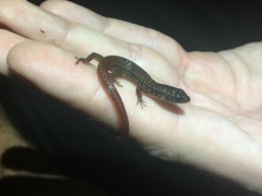 Arthrosaura reticulata