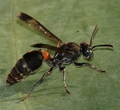 Ropalidia sumatrae