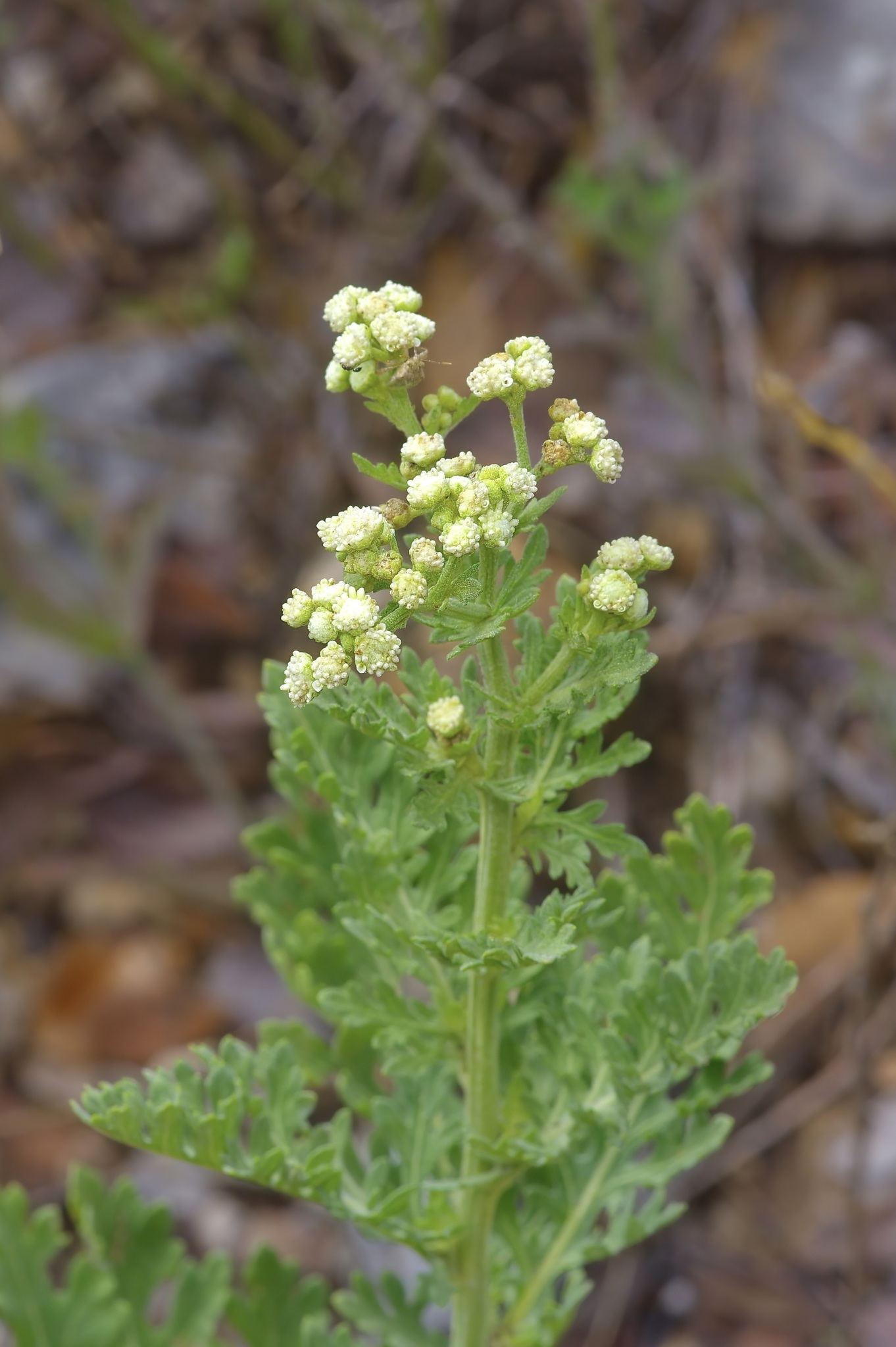 Gray's Feverfew (Parthenium confertum)