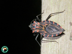 Panstrongylus megistus