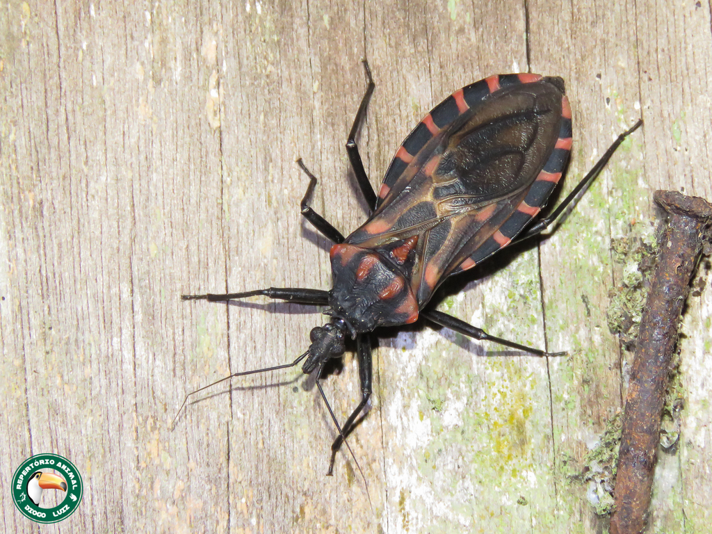 Panstrongylus megistus