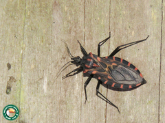 Panstrongylus megistus