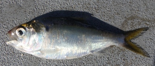 Menhaden (Brevoortia smithi) — Clupeidae — 3