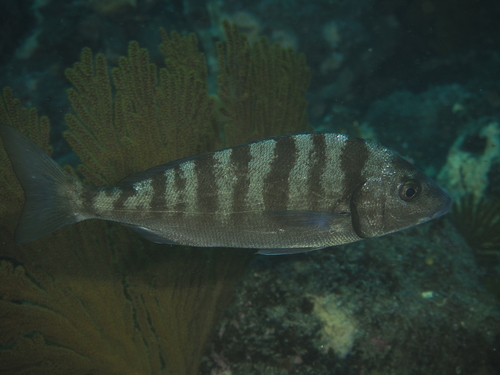 Pacifische grommer (Orthopristis cantharinus) — Haemulidae