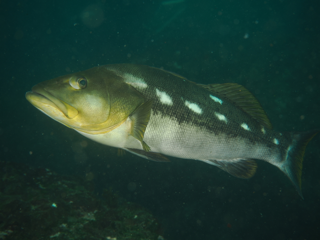 Whitespotted sand bass (Paralabrax albomaculatus) — Serranidae