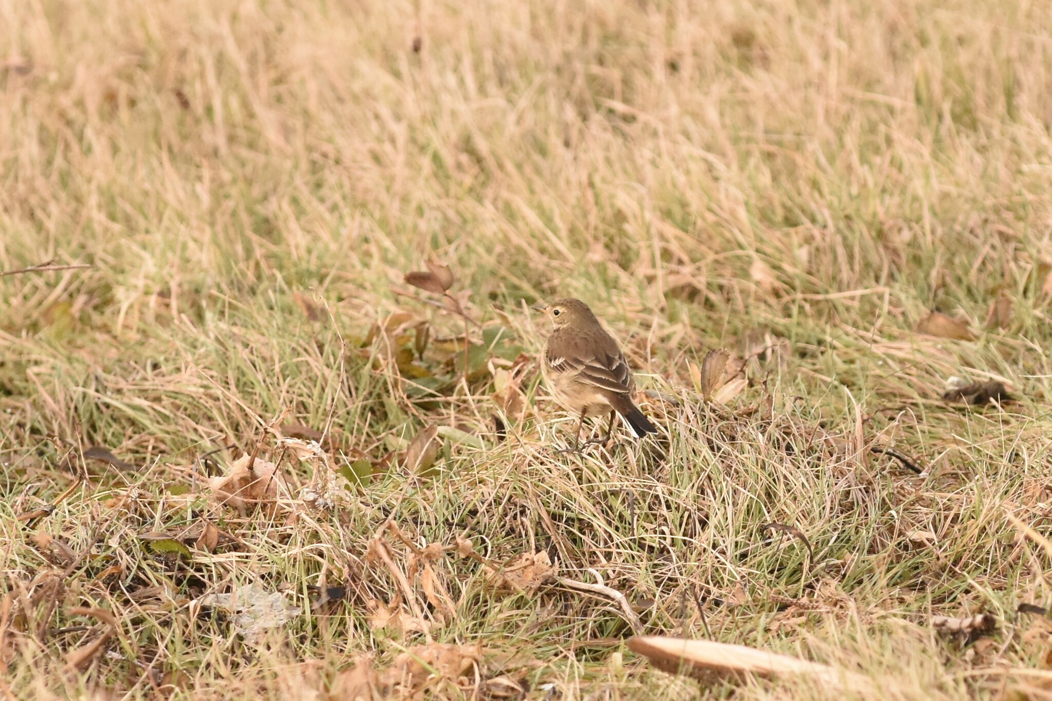 American Pipit