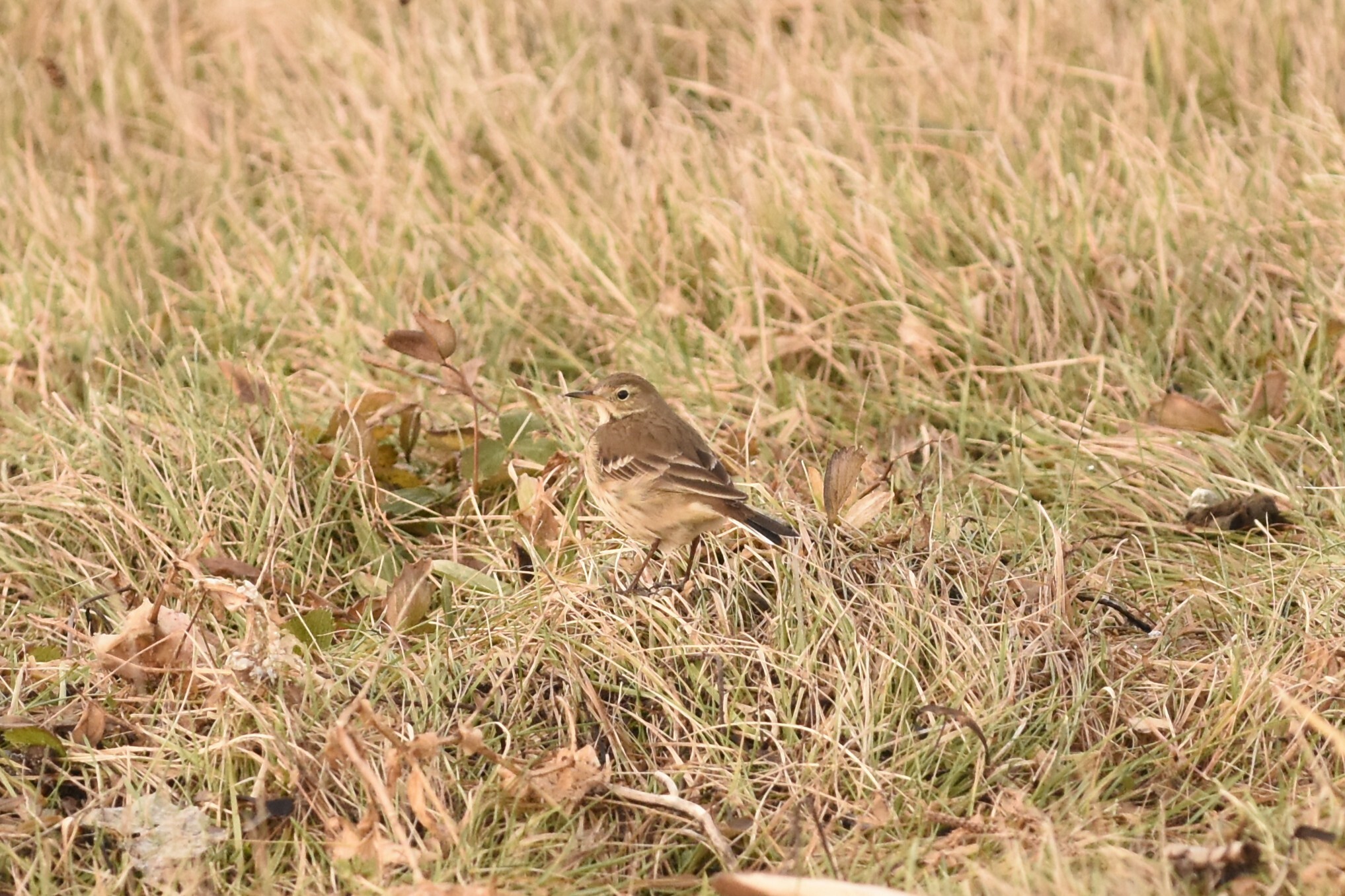 American Pipit