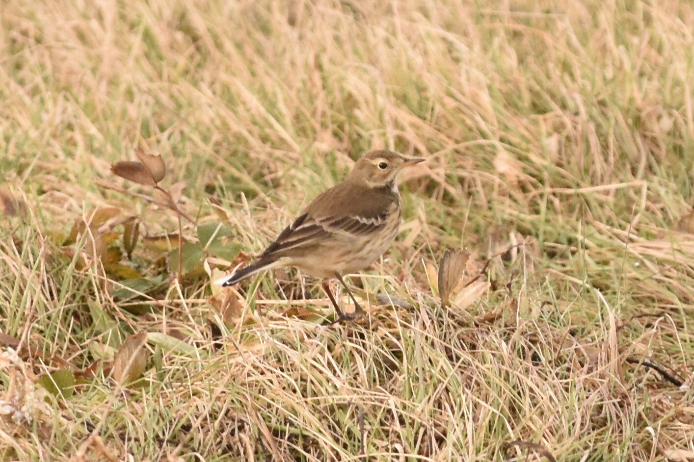 American Pipit