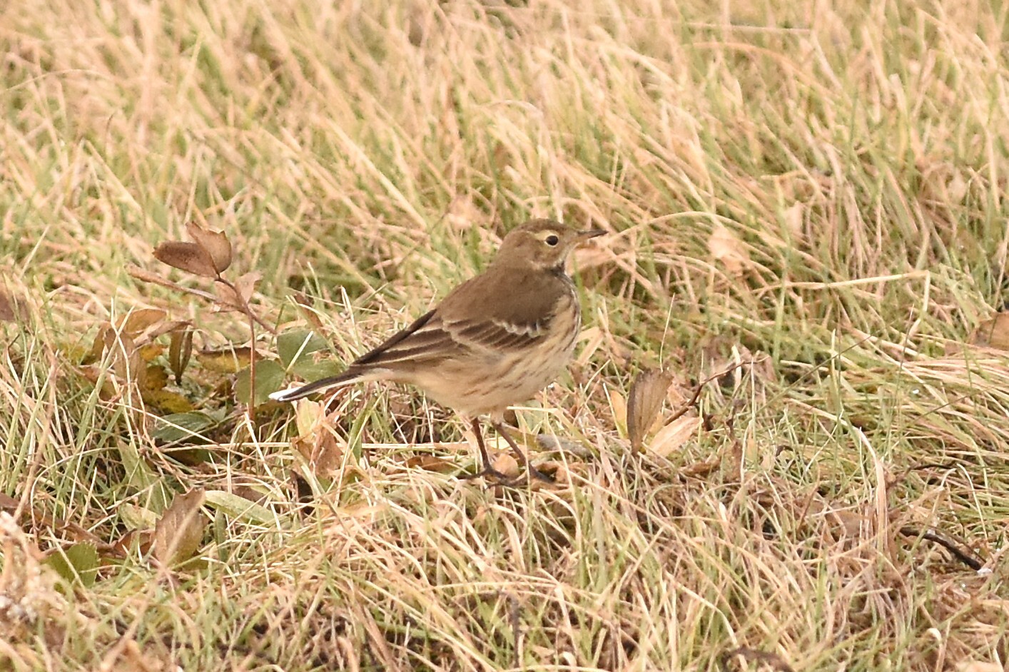 American Pipit