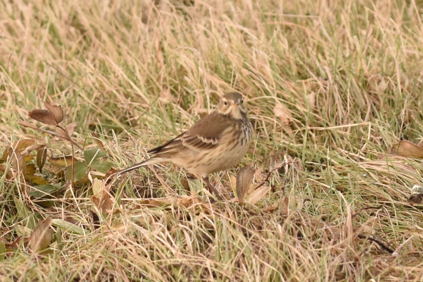 American Pipit