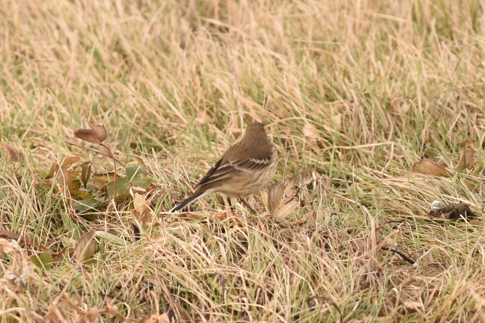 American Pipit