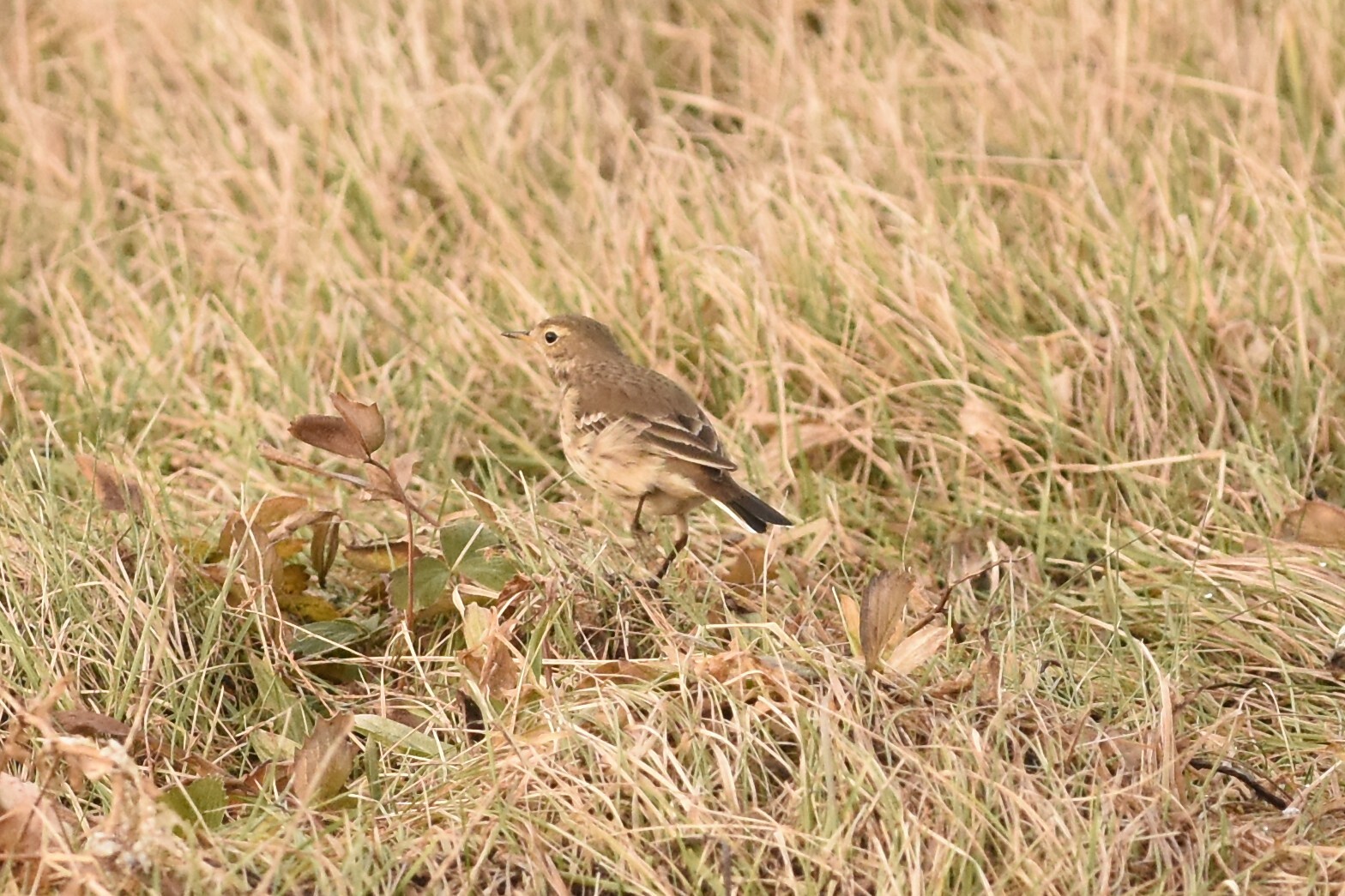 American Pipit