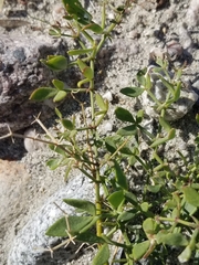 Fagonia pachyacantha