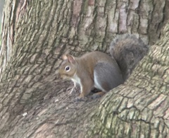 Sciurus carolinensis