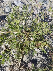 Fagonia pachyacantha