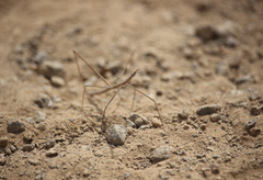 Proscopiinae