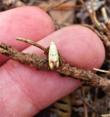 Gymnobathra flavidella