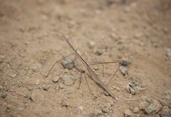 Proscopiinae