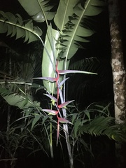 Heliconia chartacea