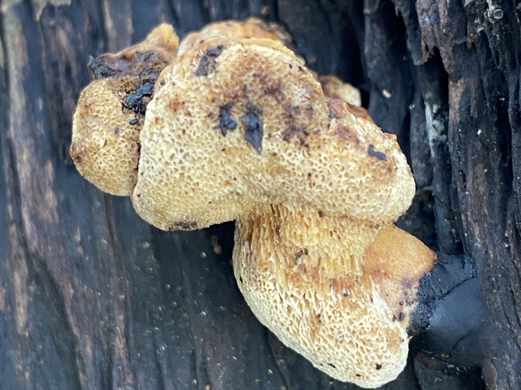 Osmoporus odoratus · November 2025 · photo: © katharinegk (iNaturalist, cc-by)