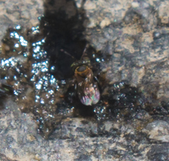 Lepidotrigona terminata