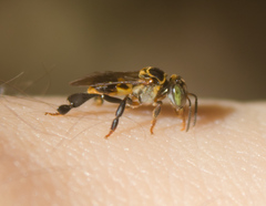 Lepidotrigona terminata