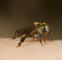 Lepidotrigona terminata