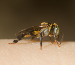 Lepidotrigona terminata