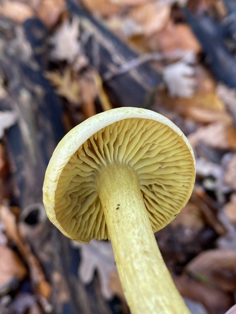 Tricholoma sulphureum · November 2025 · photo: © katharinegk (iNaturalist, cc-by)