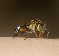 Lepidotrigona terminata