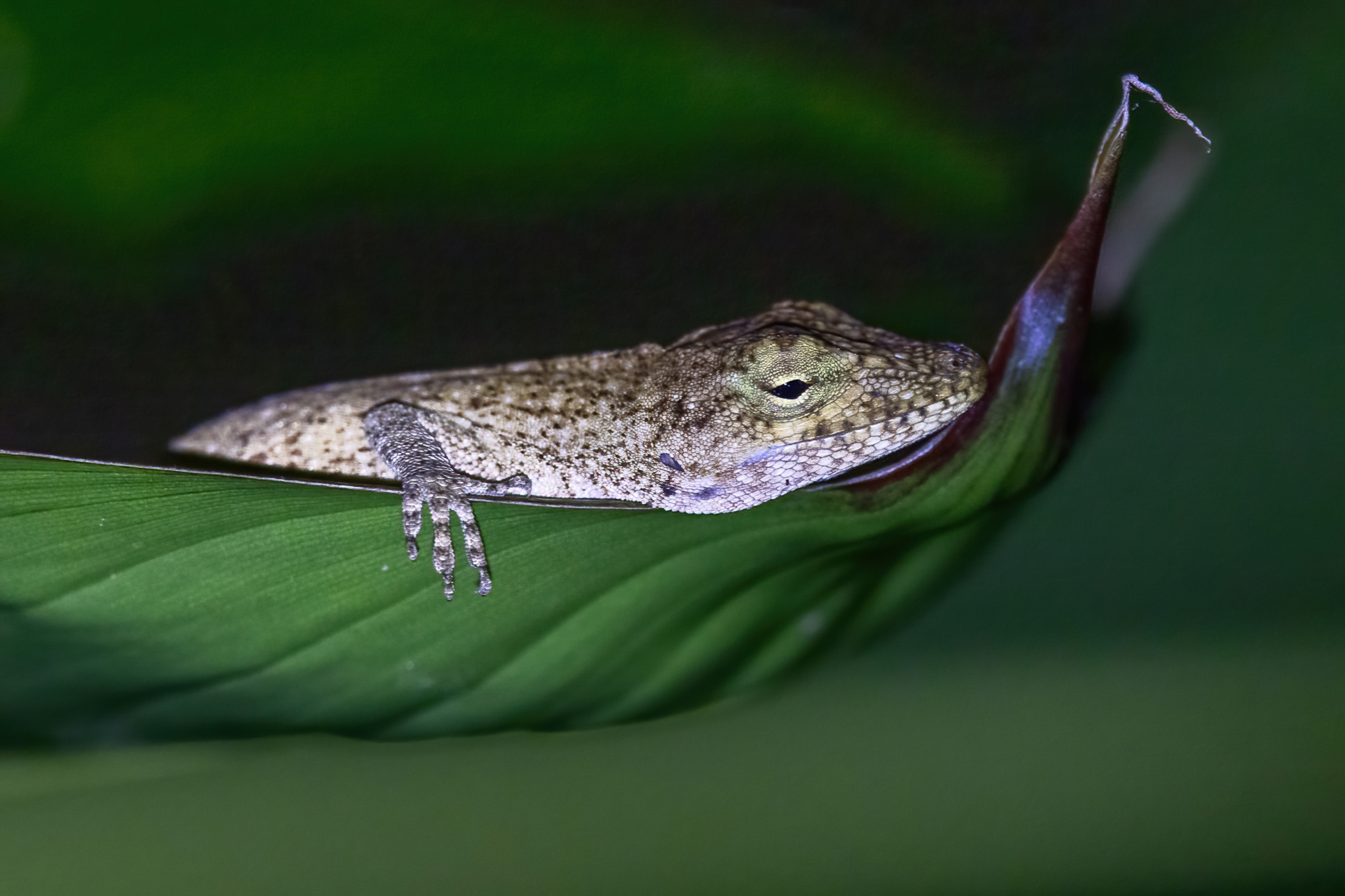 Macrinius' Anole photo 7
