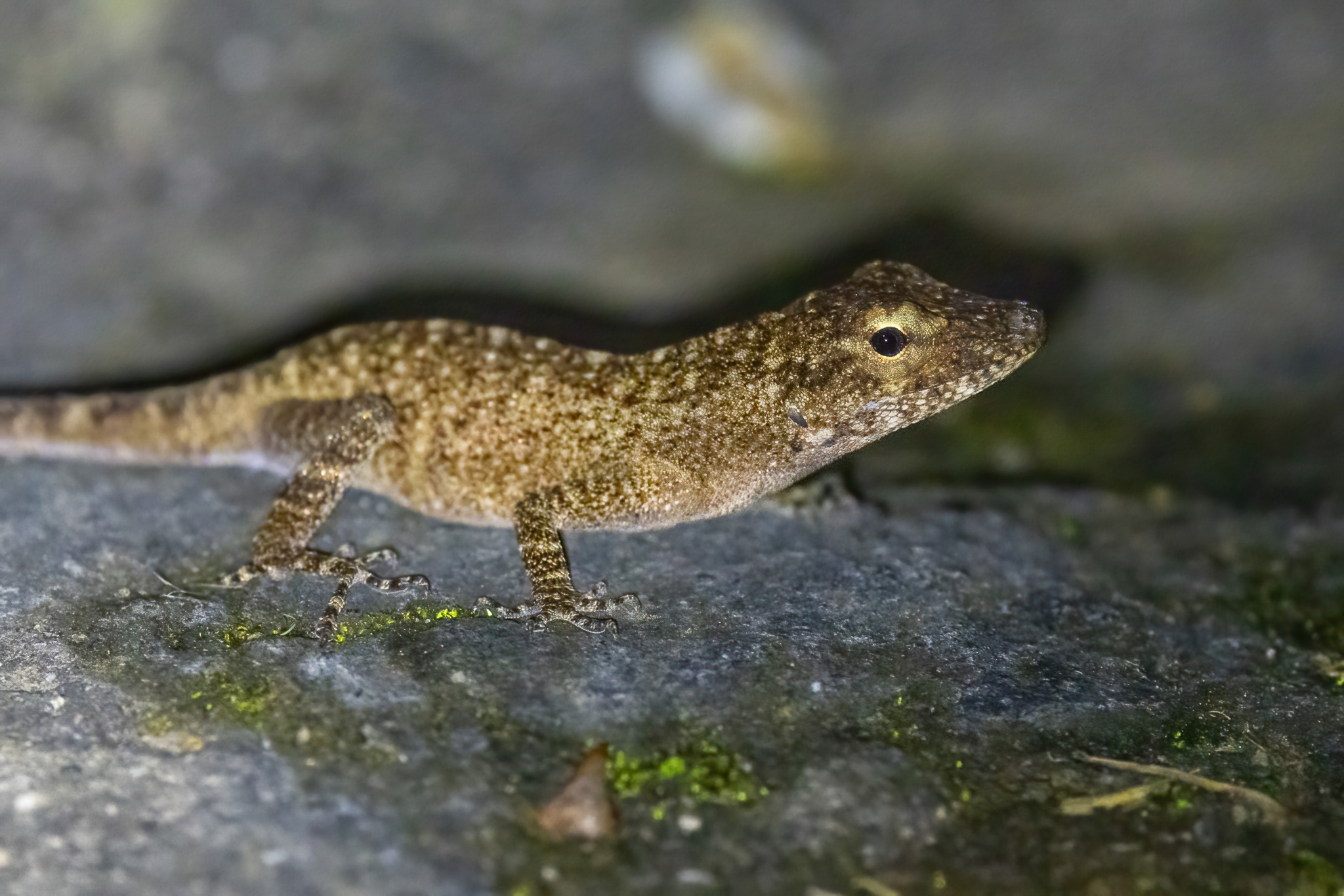 Macrinius' Anole photo 6