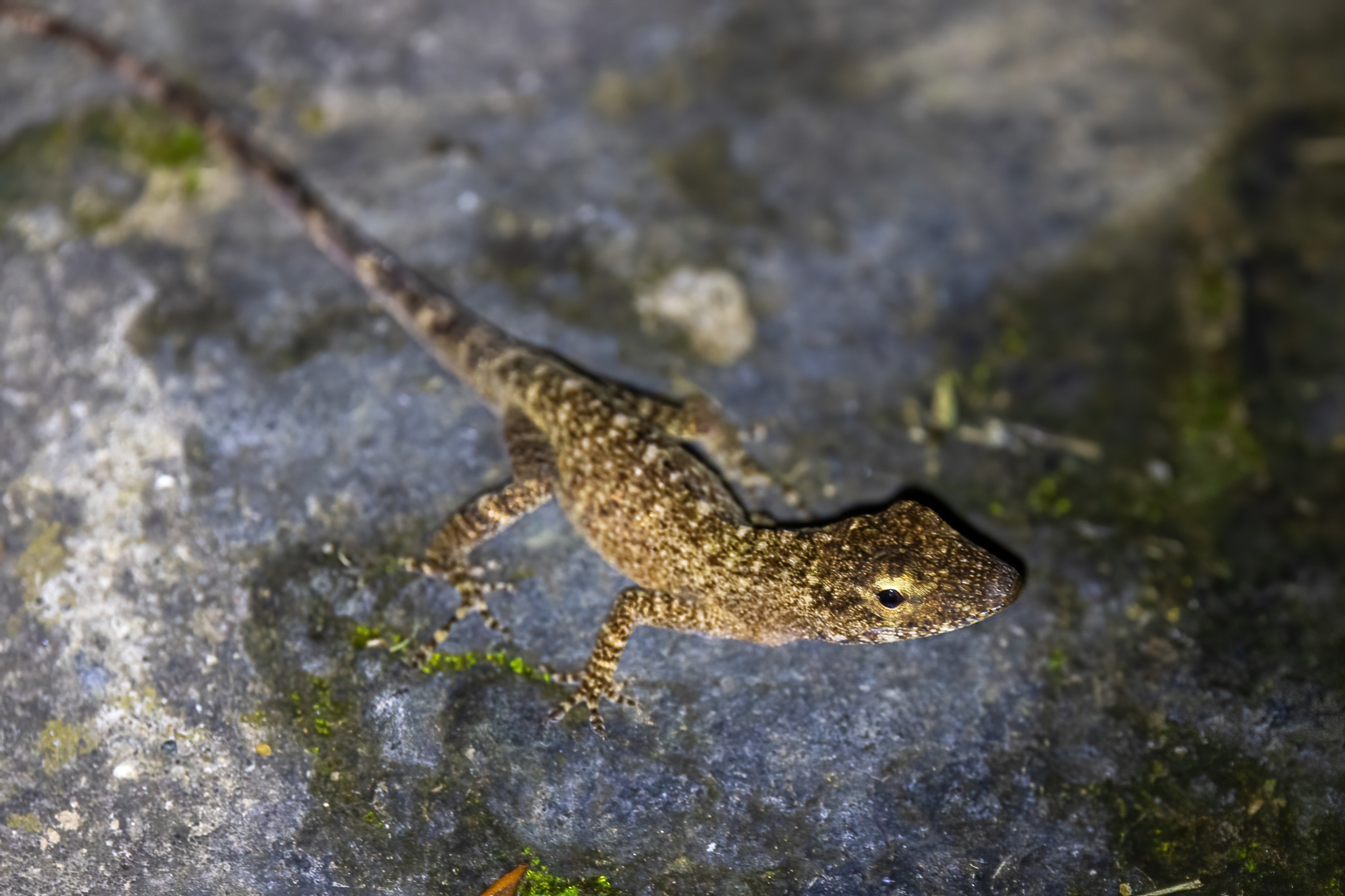 Macrinius' Anole photo 8