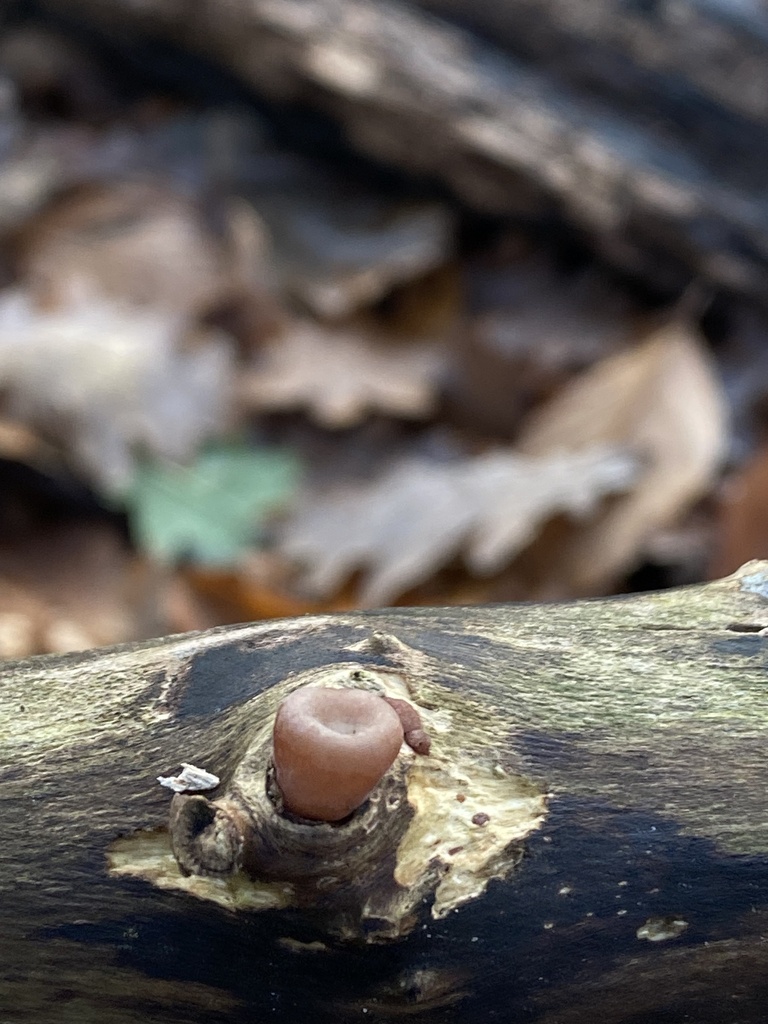 Auricularia auricula-judae · November 2025 · photo: © katharinegk (iNaturalist, cc-by)