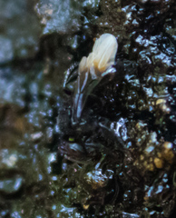 Tetragonilla collina