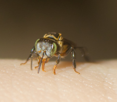 Lepidotrigona terminata