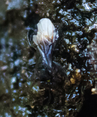 Tetragonilla collina