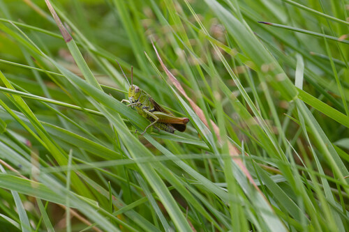 Common Green Grasshopper, Dwingeloo, Netherlands, photo 5 of 10