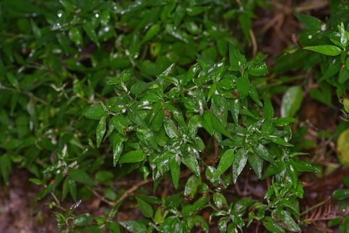 Flame acanthus (Anisacanthus quadrifidus)