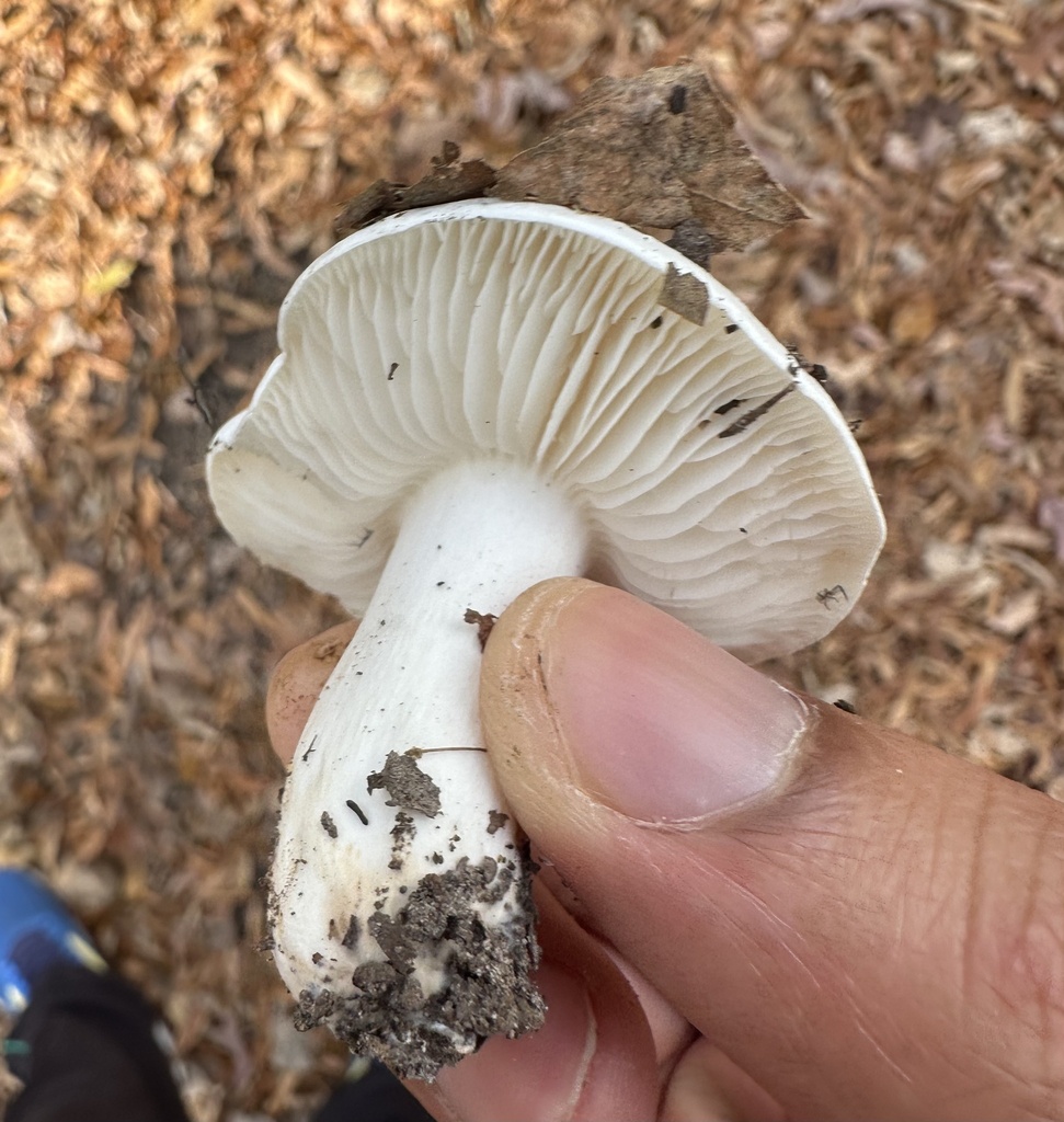Tricholoma columbetta