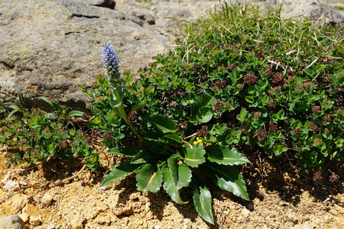 Lagotis yesoensis iNat (3)