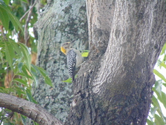 Melanerpes aurifrons