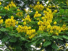 Peltophorum pterocarpum